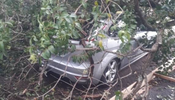 Árvore cai sobre veículo no Centro de São Luiz Gonzaga - foto 3