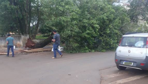 Árvore cai sobre veículo no Centro de São Luiz Gonzaga - foto 2