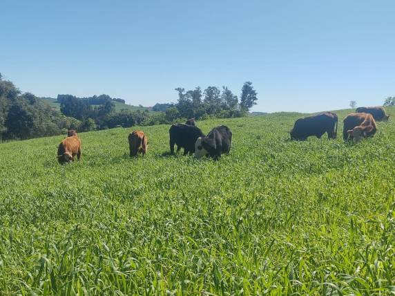 Novidades do agro terão novo espaço na Expo Terneira - foto 2