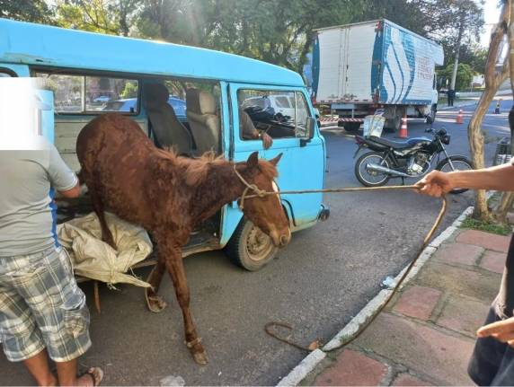 Veterinário avaliou saúde do animal, que não apresentava nenhuma anormalidade. Motorista pode ser autuado por maus-tratos, afirma Guarda Civil Municipal
