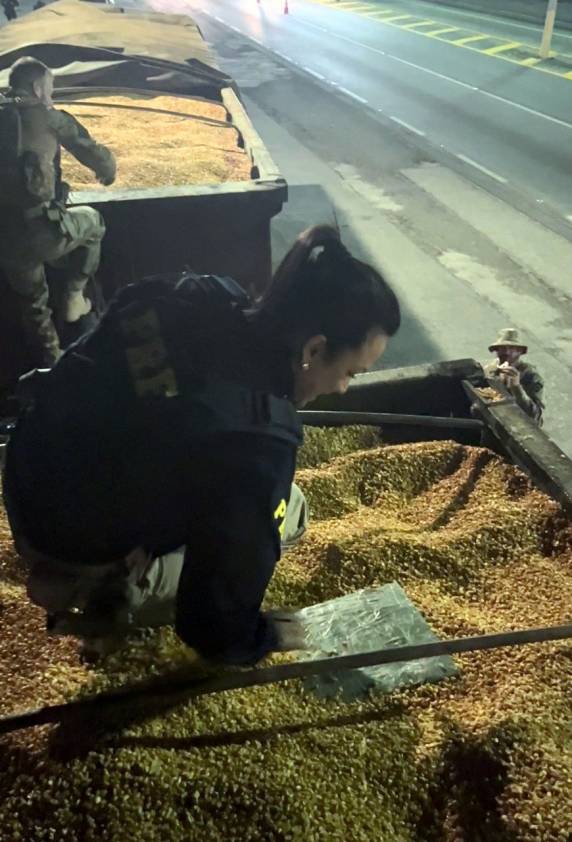 Ação conjunta PRF e PF fazem grande apreensão de maconha: quase 18 toneladas escondidas em carga de milho em Biguaçu - foto 4