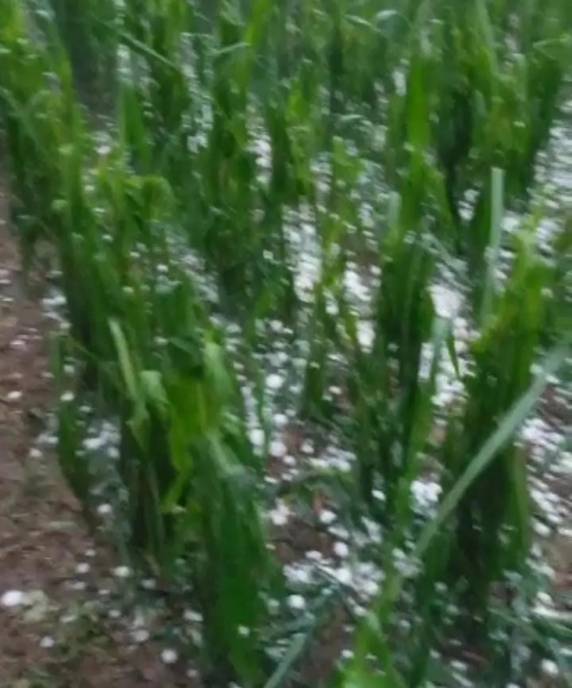 Queda de granizo muda paisagem e causa prejuízos em SC - foto 2