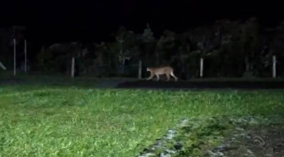 Vigia estava fazendo uma ronda quando viu o animal. Espécie de felino corre risco de extinção.
