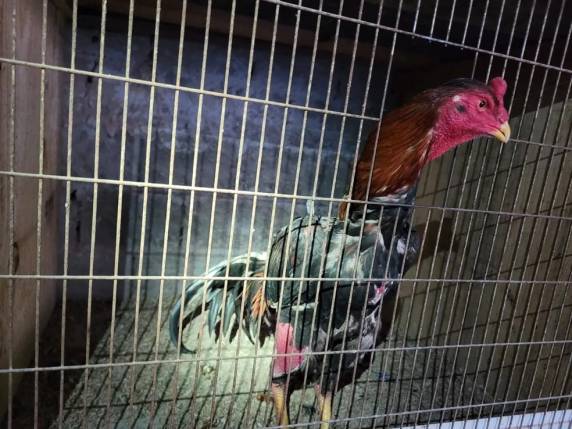 Na casa do homem, polícia encontrou 9 aves em situação de maus-tratos e um ringue. Drogas também foram achadas.