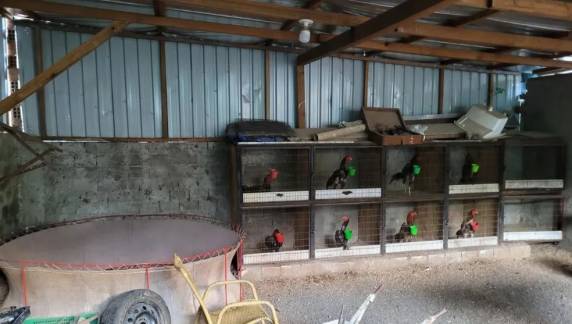 Na casa do homem, polícia encontrou 9 aves em situação de maus-tratos e um ringue. Drogas também foram achadas.