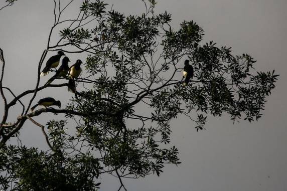 Jovem cataloga mais de 270 aves na região de Santa Rosa - foto 3