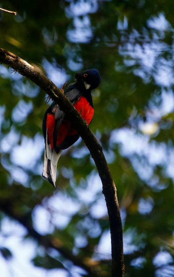 Jovem cataloga mais de 270 aves na região de Santa Rosa - foto 5
