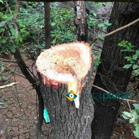 Veículo da FUMSSAR de Santa Rosa bate contra tronco e galhos de uma árvore na BR-472 - foto 2