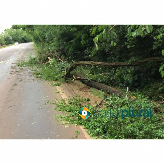 Veículo da FUMSSAR de Santa Rosa bate contra tronco e galhos de uma árvore na BR-472 - foto 4