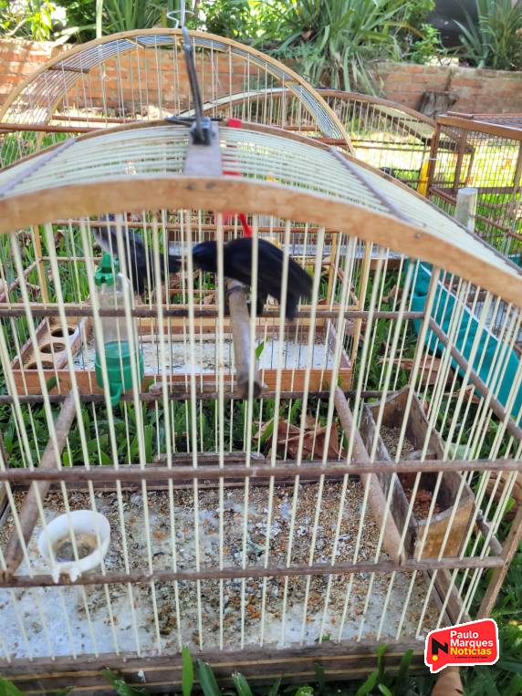 PC e BM cumprem mandados da operação ''Muro Negro'' em Três de Maio - foto 7