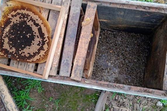 Pelo menos 250 colmeias foram atingidas em Veranópolis e Cotiporã. Outros nove municípios da região aguardam por resultados de exames