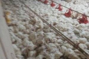 Segundo o produtor rural, problema causou prejuízo de cerca de R$ 20 mil