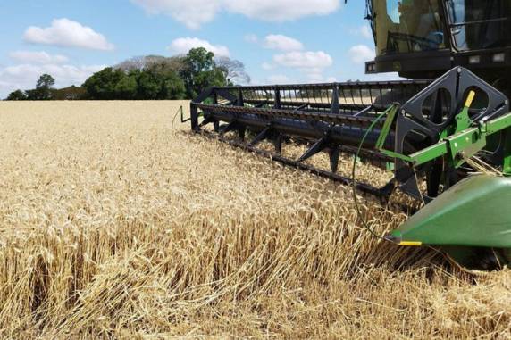 Área cultivada alcançou 1,45 milhão de hectares, a maior em 42 anos, segundo a Emater