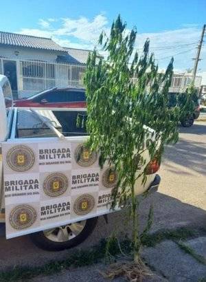 Planta com 2,5 metros de altura estava em um pátio compartilhado por elas; polícia investiga finalidade da plantação