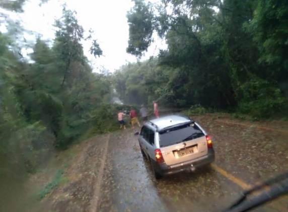 Chuva seguida de ventos fortes provocaram quedas de árvores sobre a rodovia