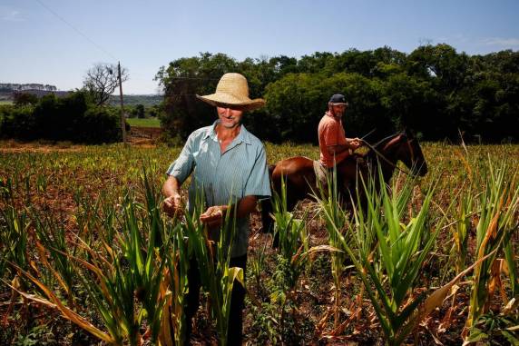 Produtor de Santiago lamenta perdas na lavoura em razão da falta de chuva: ''Em quase 70 anos, nunca vi algo assim'' - foto 5