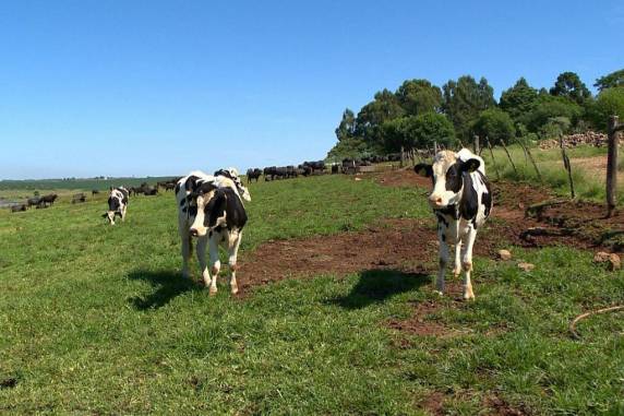 Cooperativas gaúchas levam tecnologia para o campo e novas oportunidades de negócios - foto 4
