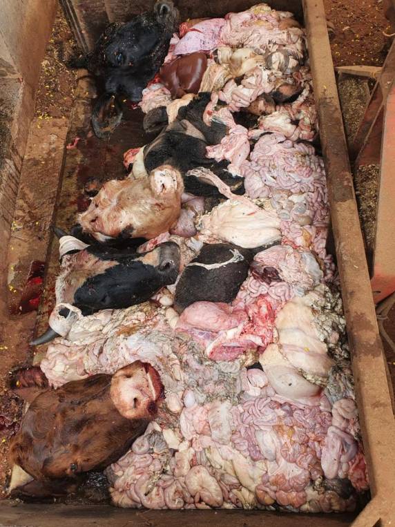 Fiscalização interdita abatedouro e apreende 3 toneladas de alimentos impróprios para o consumo, em Cândido Godói - foto 5