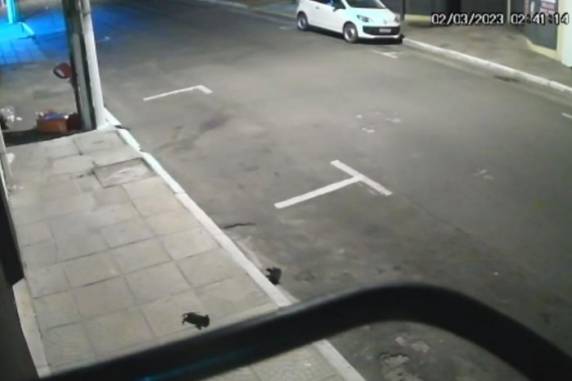 Em depoimento à polícia, homem disse que pegava os animais em doações pela internet e que após seu gato de estimação matá-los os lançava pela janela