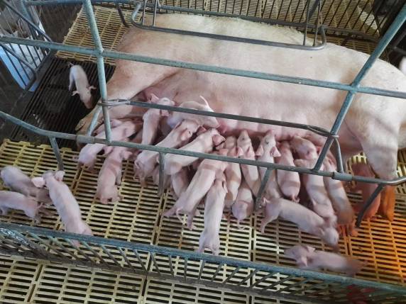 Alguns leitões foram "adotados" para garantir boas condições de alimentação, informou o veterinário Anderson Simonato. Gestação rara aconteceu em Faxinal dos Guedes, no Oeste do estado.