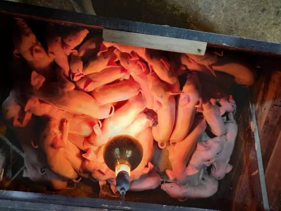 Alguns leitões foram "adotados" para garantir boas condições de alimentação, informou o veterinário Anderson Simonato. Gestação rara aconteceu em Faxinal dos Guedes, no Oeste do estado.