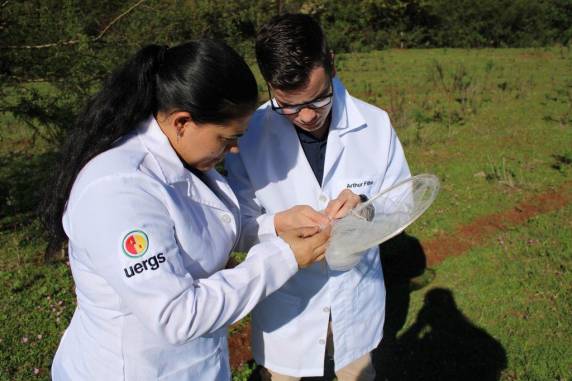 Preservação de abelhas sem ferrão une universidades, produtores e alunos nas Missões - foto 2