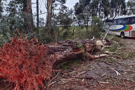 Sete pessoas ficam feridas após ônibus ser atingido por árvore e sair da pista em Tapejara - foto 2