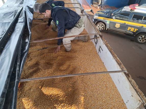 PRF apreende carreta com uma tonelada de maconha escondida no meio de carga de milho - foto 2