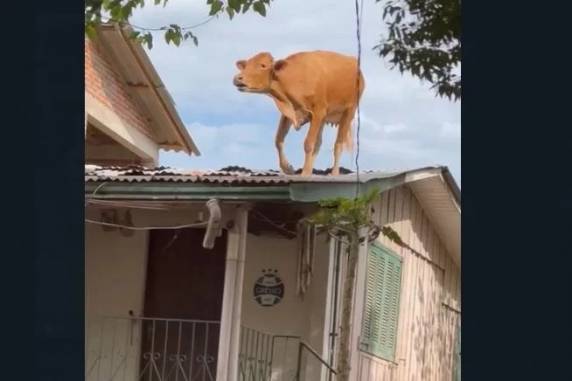 Guindaste foi contratado para retirar o animal do local, mas telhado acabou cedendo antes