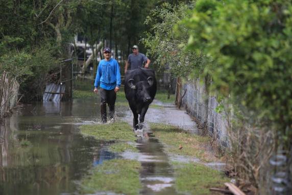 Búfala resgatada em Porto Alegre teria sido arrastada por enchente por cerca de cem quilômetros - foto 3