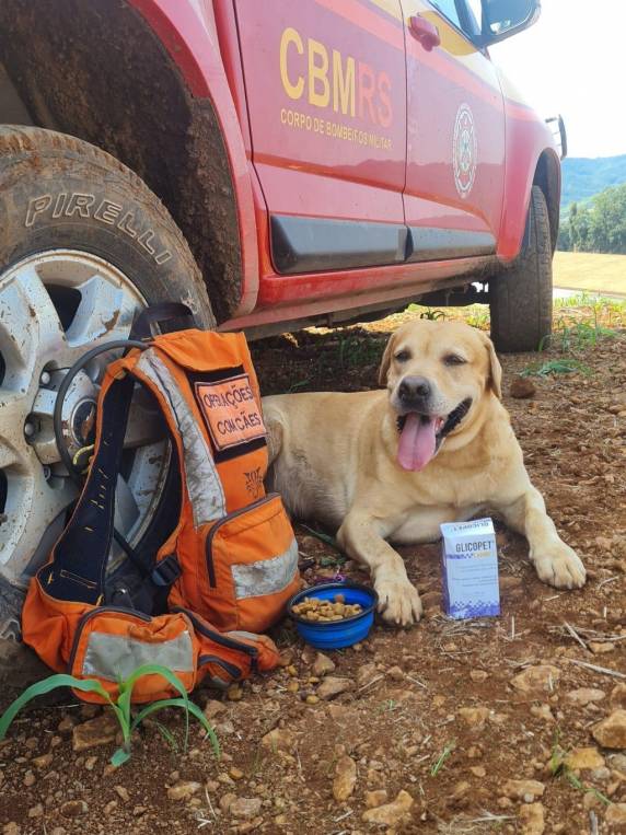 Cachorro que atuava na busca por desaparecidos no Vale do Taquari sofre acidente e morre - foto 2