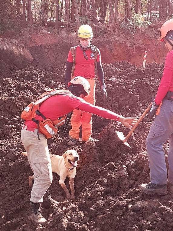 Cachorro que atuava na busca por desaparecidos no Vale do Taquari sofre acidente e morre - foto 5