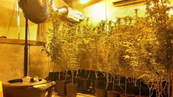Segundo a Polícia Militar, não havia moradores no local no momento da apreensão, mas o ar condicionado da residência estava ligado. Foram apreendidos 136 pés de cannabis.