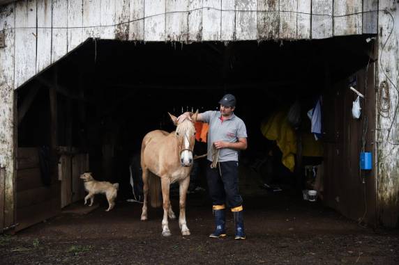 Comprador da égua Shakira paga para que animal siga com a família em Roca Sales - foto 2