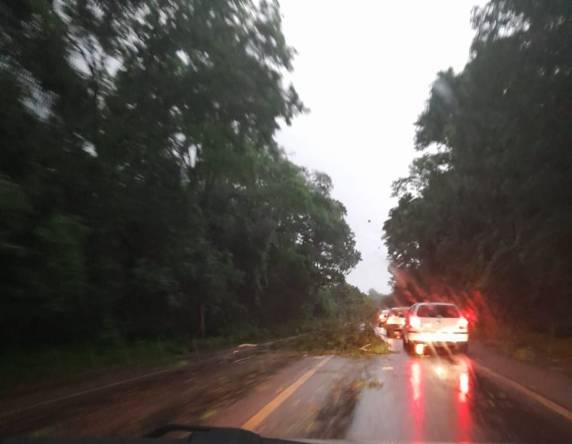 Quedas de árvores e galhos foram registrados durante a madrugada em toda a região - foto 2