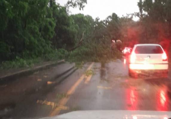 Quedas de árvores e galhos foram registrados durante a madrugada em toda a região - foto 4