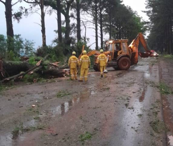 Quedas de árvores e galhos foram registrados durante a madrugada em toda a região - foto 5