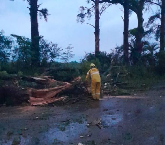Quedas de árvores e galhos foram registrados durante a madrugada em toda a região - foto 6