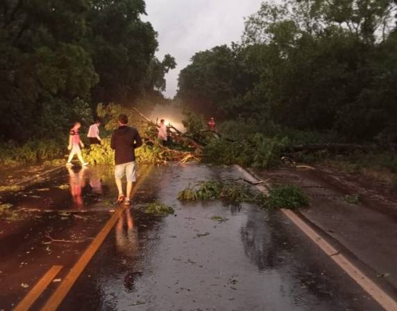 Quedas de árvores e galhos foram registrados durante a madrugada em toda a região - foto 3