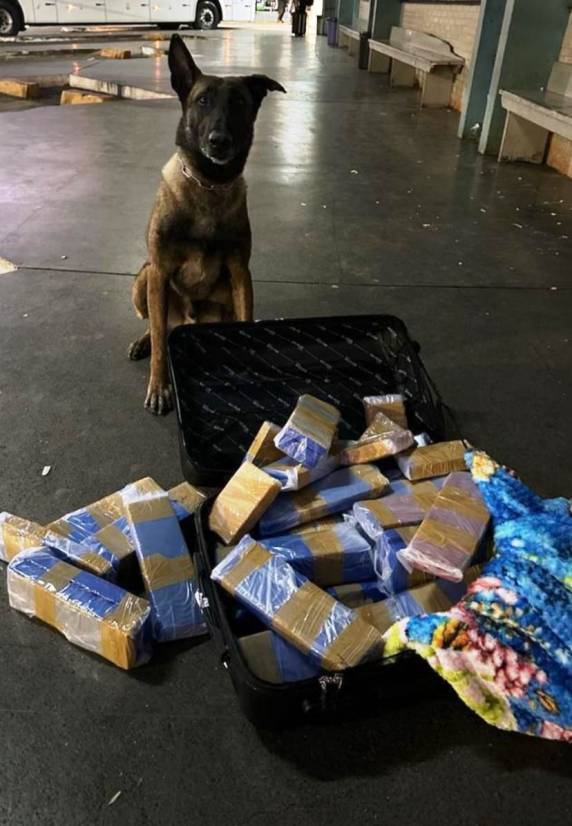 O traficante foi preso em flagrante e levado junto com os entorpecentes para a Central de Plantão Policial e em seguida para o Presídio Regional de Xanxerê.