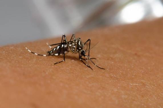 Chuva volumosa e elevação da temperatura pioram o cenário por contribuírem com a fisiologia do mosquito transmissor da doença