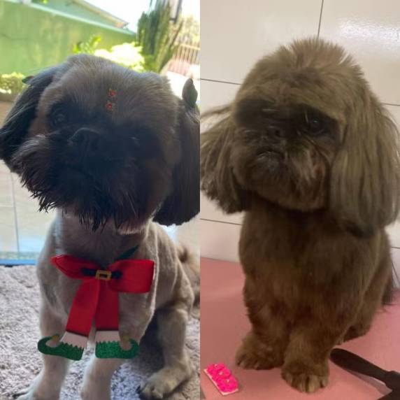 Animal de cor clara havia fugido de casa e era procurado por tutora. Indiciada, suspeita de pegá-lo alegou à polícia que pet chegou sozinho até a casa dela, já com a coloração escura.