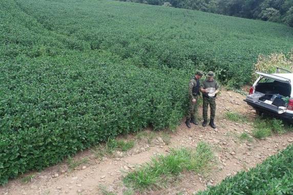 Responsáveis pelas áreas foram identificados e ocorrências de crime contra a flora foram registradas