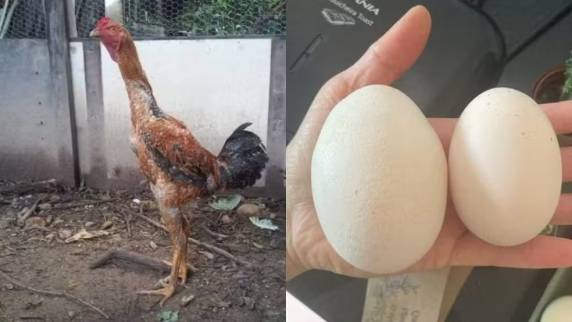 Aves criadas geneticamente chegam a 1,31 metro e 8 quilos e também são comercializadas por valores superiores a R$ 5 mil.