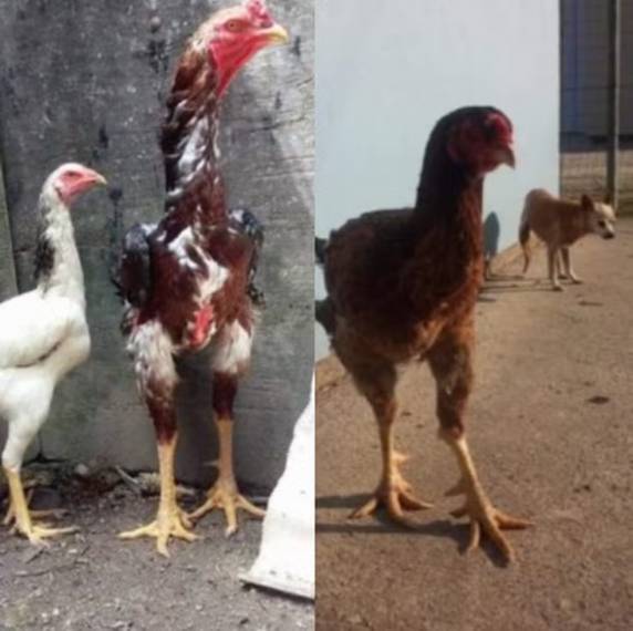 Aves criadas geneticamente chegam a 1,31 metro e 8 quilos e também são comercializadas por valores superiores a R$ 5 mil.
