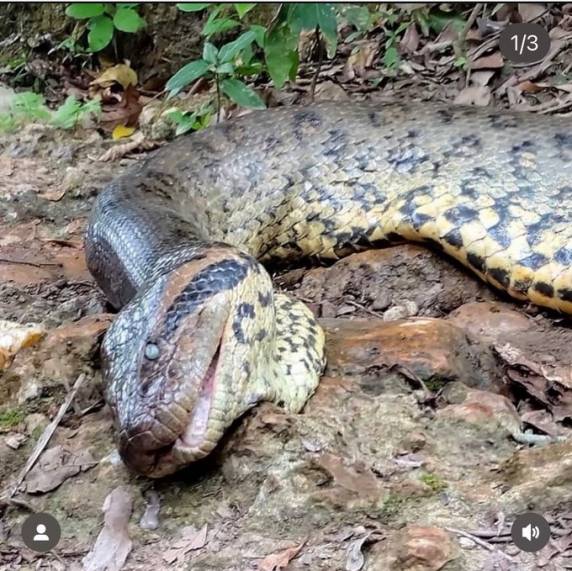 Animal tinha quase sete metros de comprimento