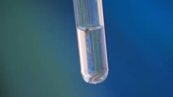 Município da região Noroeste do RS registra mais de 4,5 mil casos de dengue nos três primeiros meses deste ano, segundo Secretaria Estadual da Saúde.