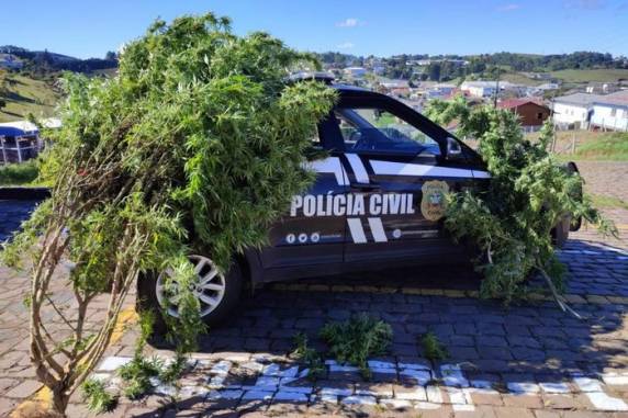 Proprietário do terreno na cidade de São Joaquim, na Serra Catarinense, afirmou que cultivo era para consumo pessoal; homem foi preso e autuado em flagrante por tráfico de drogas