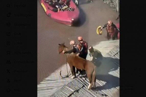 Cavalo Caramelo é resgatado de telhado em Canoas - foto 3