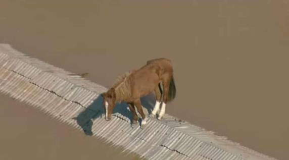 Cavalo Caramelo é resgatado de telhado em Canoas - foto 2